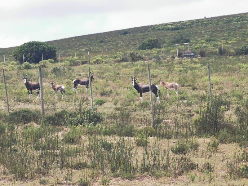 0 Bedroom Property for Sale in Stilbaai Rural Western Cape